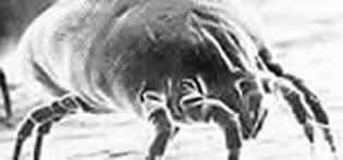 Image: magnified image of an indoor dust mite.