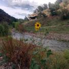 Image: the calmly flowing Gila River meanders through flowers and shrubs and hills. Photo credit Josh Grant of AQRC.