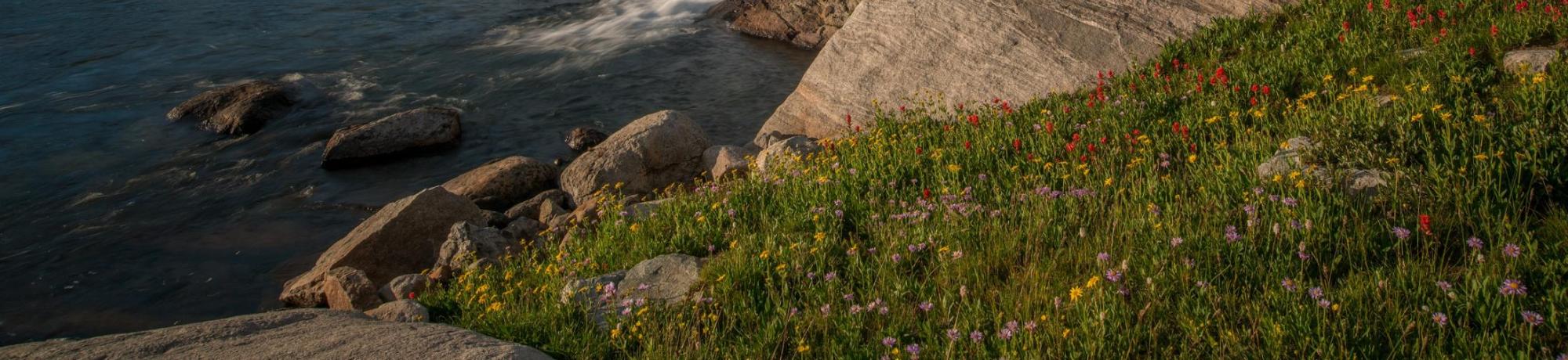 Image: Water rushing from rocky terrain into a lake, surrounded by wildflowers. Above Island Lake photo credit Scott Copeland.