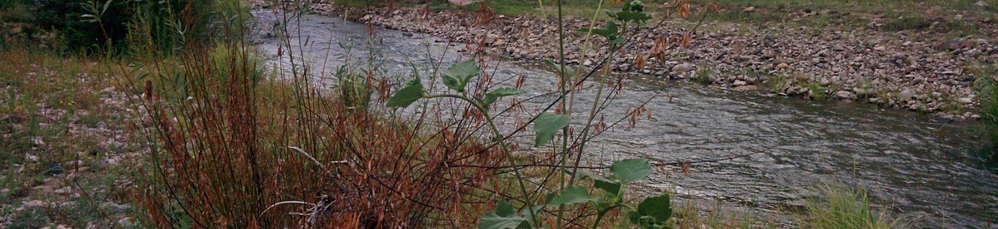 Image: the calmly flowing Gila River meanders through flowers and shrubs and hills. Photo credit Josh Grant of AQRC.